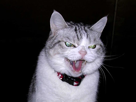 超絶目つき悪い猫の画像!