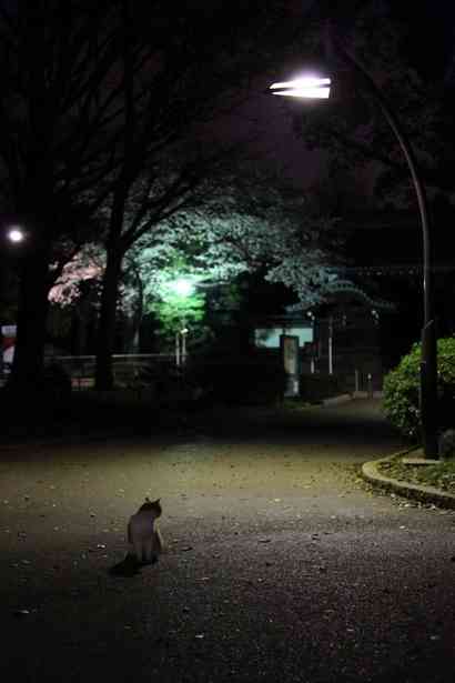 寂しげな画像を貼って『寂しいのは私だけじゃないんだ！』と強くなっていくトピ