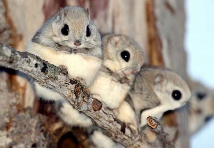 日本の野生動物の画像を貼るトピ