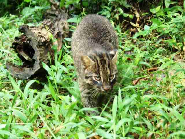 日本の野生動物の画像を貼るトピ