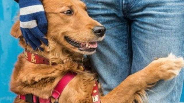 ハグが大好き！散歩中みんなにハグしちゃうゴールデン・レトリバー | ANIMALive