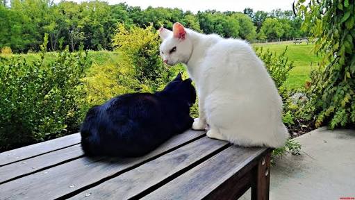 超絶目つき悪い猫の画像!