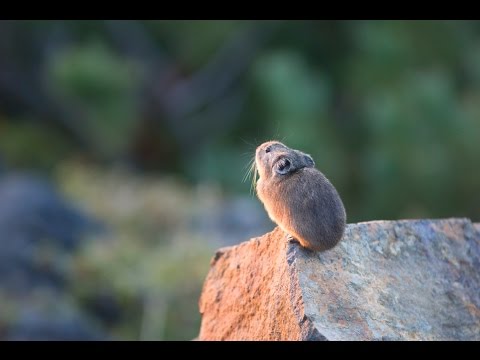 ナキウサギ　５ Japanese Pikas Calling Out : Cute animals in Nature - YouTube