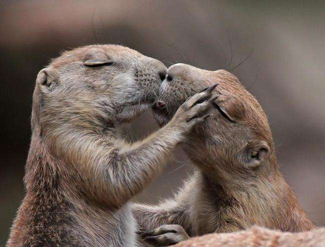 動物の赤ちゃんの画像で和みましょう