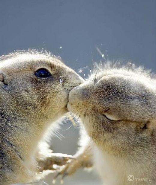 動物の赤ちゃんの画像で和みましょう