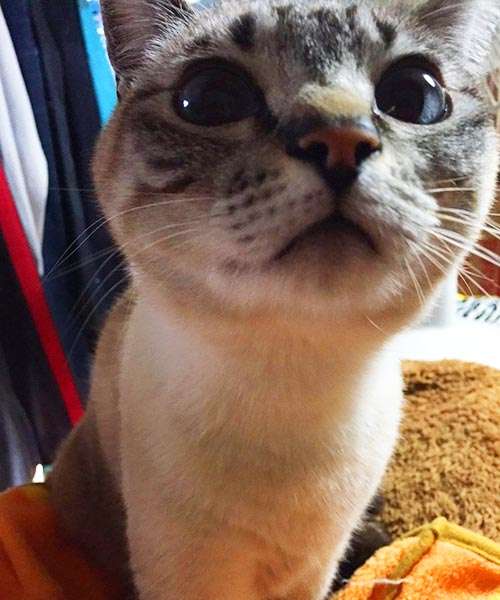【微閲覧注意？】「ヤバイ、母が発狂しそう」猫のとんでもないイタズラに、飼い主震えあがる