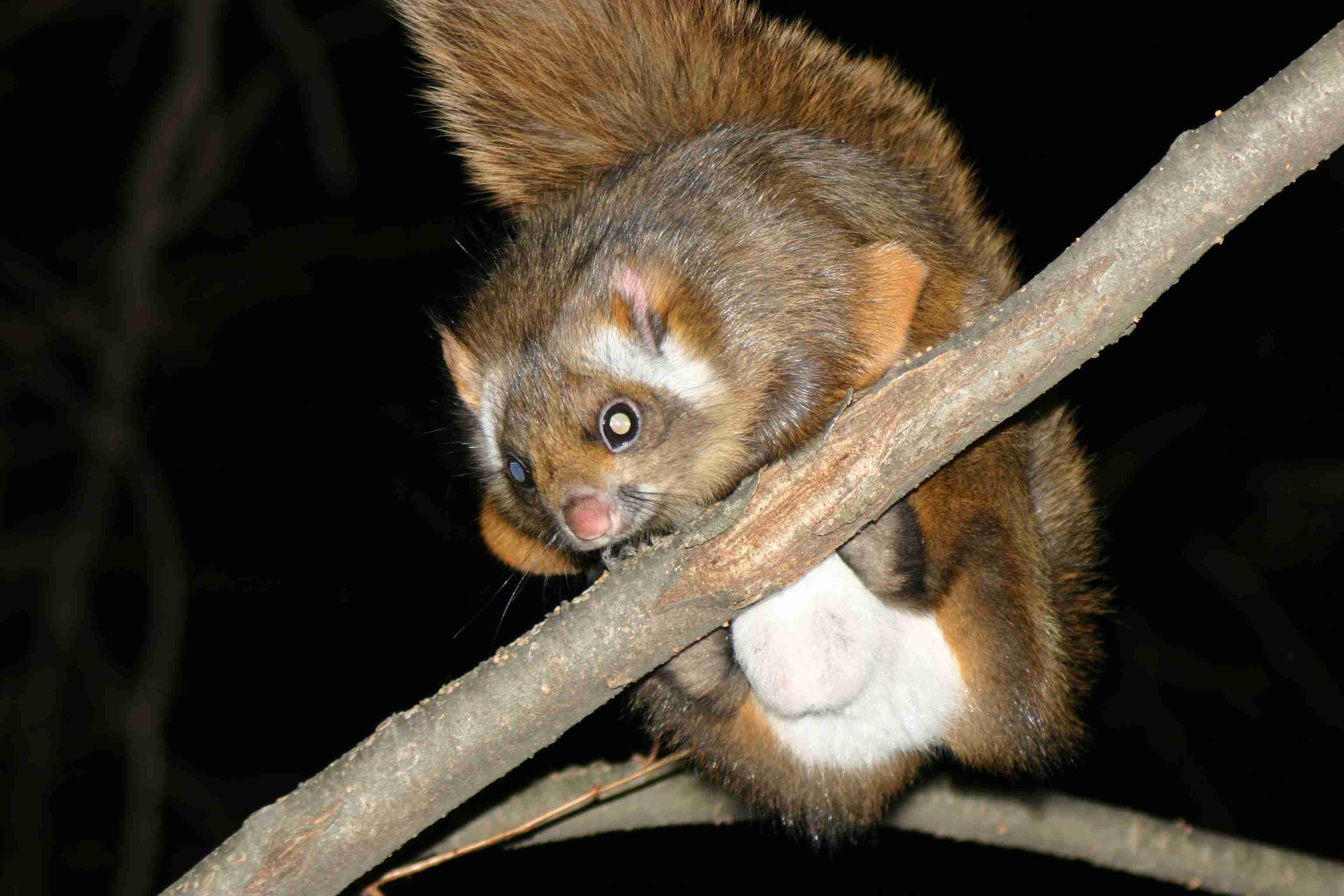 日本の野生動物の画像を貼るトピ