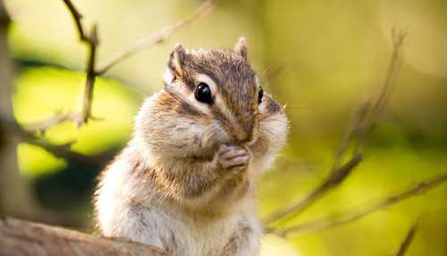 動物の赤ちゃんの画像で和みましょう
