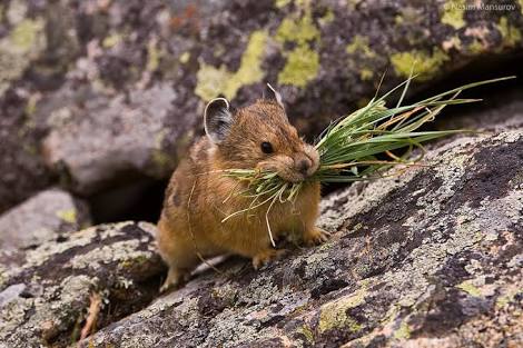北海道の動物を愛でる会