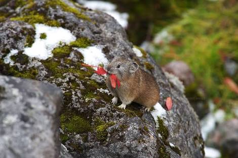 北海道の動物を愛でる会