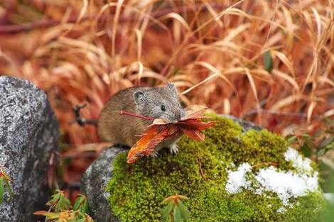 北海道の動物を愛でる会