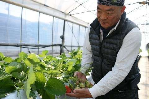 「ハイヒールのまま」女性客から好評　イチゴ食べ放題農園が口コミで人気　福岡市 （西日本新聞） - Yahoo!ニュース