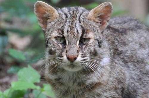 日本の野生動物の画像を貼るトピ