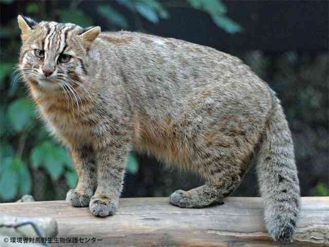 日本の野生動物の画像を貼るトピ