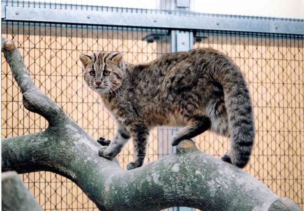 日本の野生動物の画像を貼るトピ