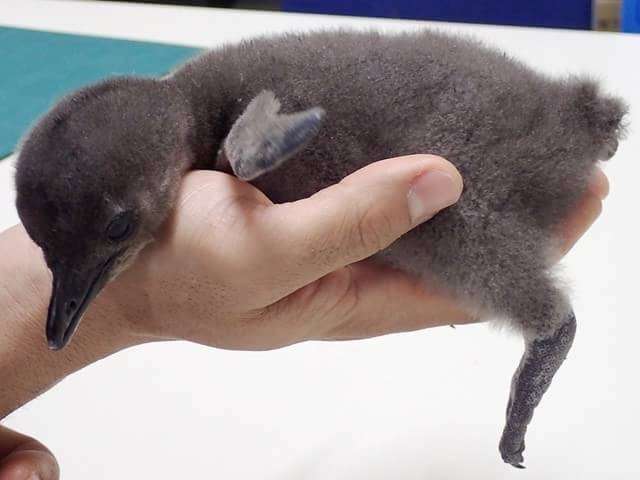 動物の赤ちゃんの画像で和みましょう