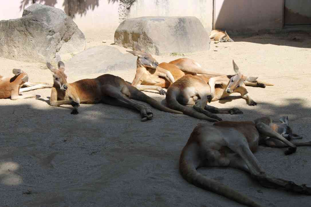 動物の色んなポーズ