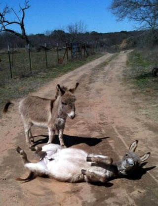 動物の色んなポーズ