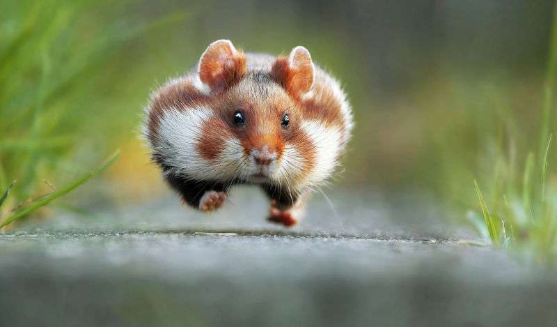 動物の色んなポーズ