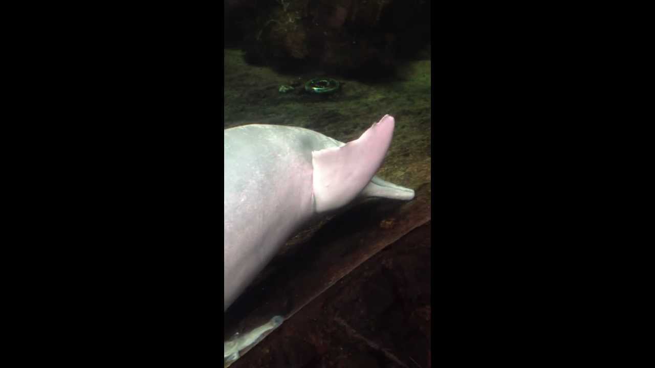 Dolphin self masturbates with beheaded fish - YouTube