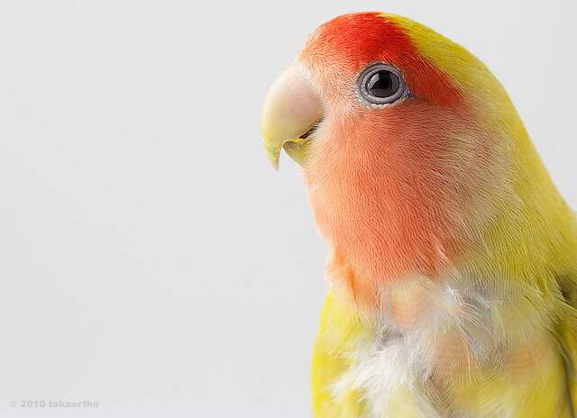 現在好きな動物ランキング1位の動物