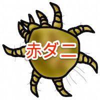 タカラダニは水で駆除するのが1番の方法？ | 面白い雑学