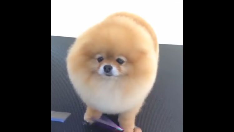 フサフサの毛を綺麗にカットしたポメラニアン、仕上がりが「自然界には存在しない」姿に…♡
