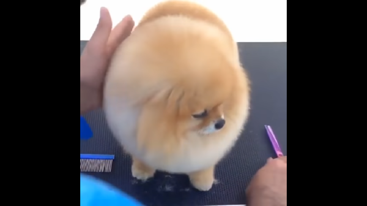 フサフサの毛を綺麗にカットしたポメラニアン、仕上がりが「自然界には存在しない」姿に…♡