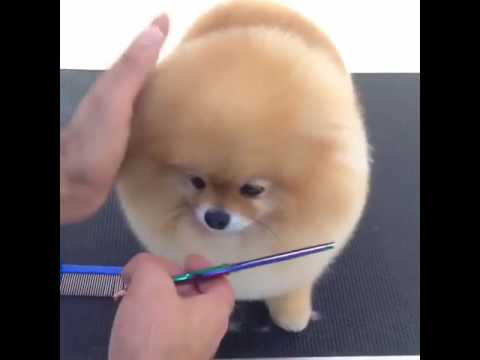 Cute dog haircut - YouTube