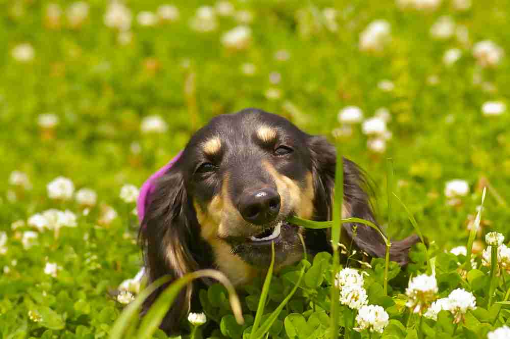 現在好きな動物ランキング1位の動物
