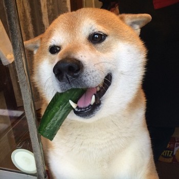きゅうりが好きな人