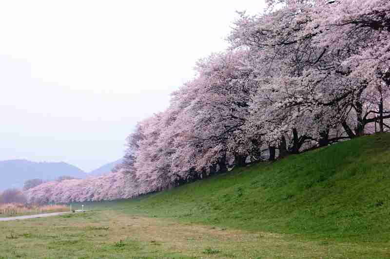 日本各地、様々な種類の桜の画像で癒されるトピ♪