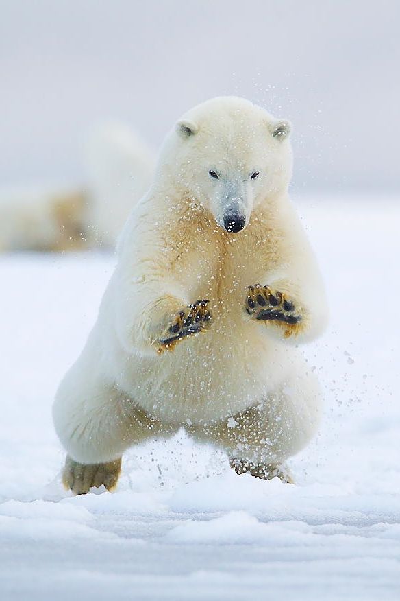 動物の色んなポーズ