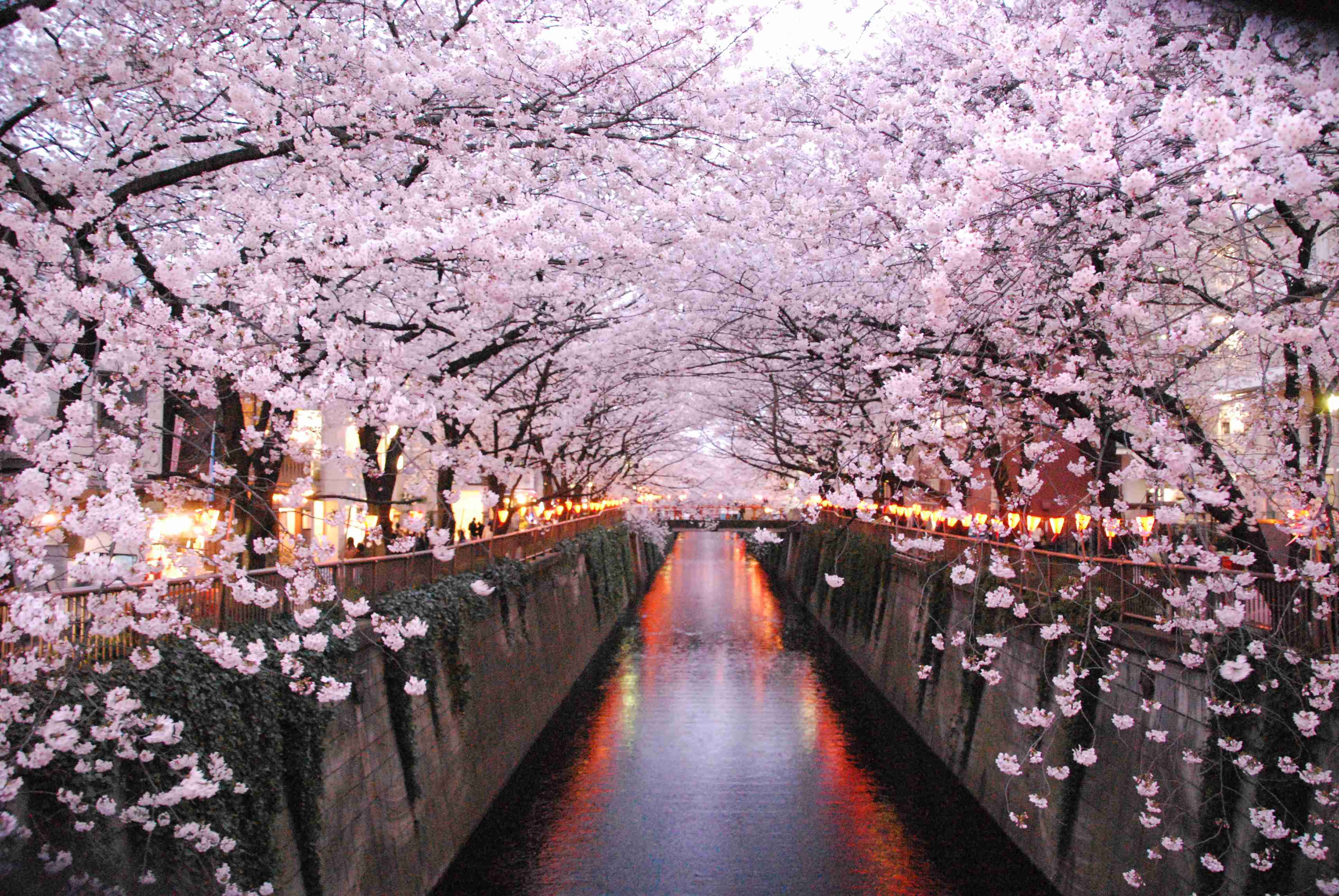 日本各地、様々な種類の桜の画像で癒されるトピ♪