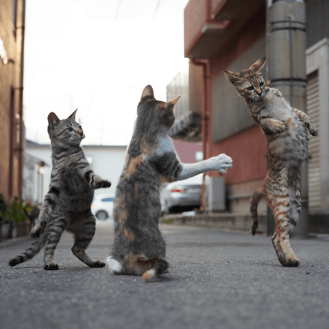 動物の色んなポーズ