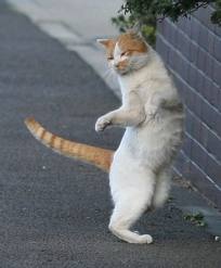 動物の色んなポーズ