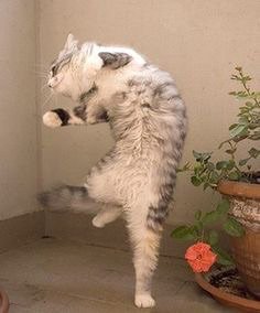 動物の色んなポーズ