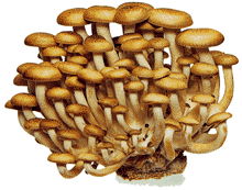 ゲス川谷絵音が4月“電撃復帰”大手プロと契約内定