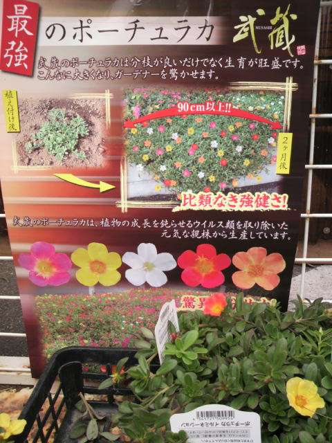 笑える名前