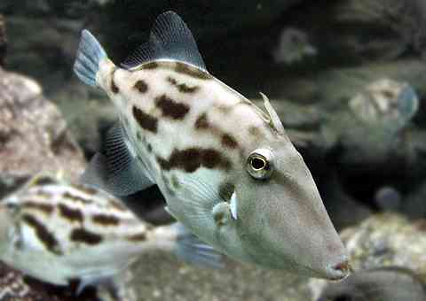 人気YouTuberのはじめしゃちょーに三股疑惑 木下ゆうかが泣きながら暴露