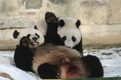 動物の色んなポーズ