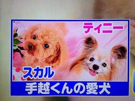 【イッテQ】NEWS手越祐也、女性ランジェリーに熱弁を振るう スタジオから納得の声