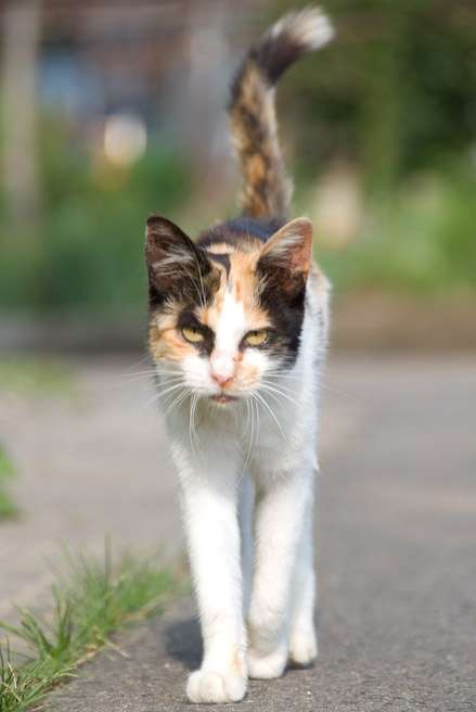 極悪顔の動物や赤ちゃん画像が集まるトピ