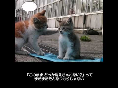 SHY ラッキーカラー（歌詞字幕付き・動物編） - YouTube