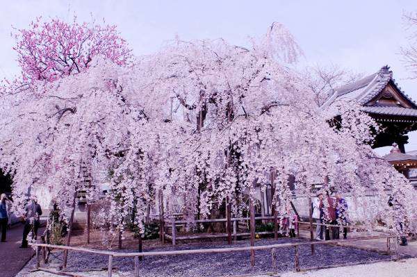 日本各地、様々な種類の桜の画像で癒されるトピ♪