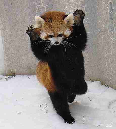 動物の色んなポーズ