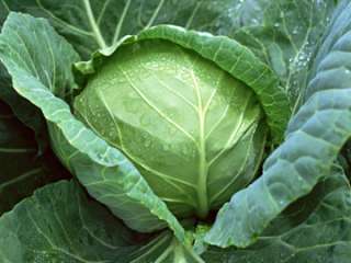 出番の多い野菜は何ですか?