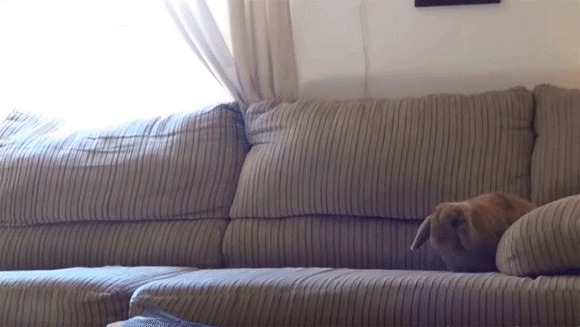 お気に入りのGIF画像を貼っていくトピ