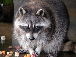現在好きな動物ランキング1位の動物