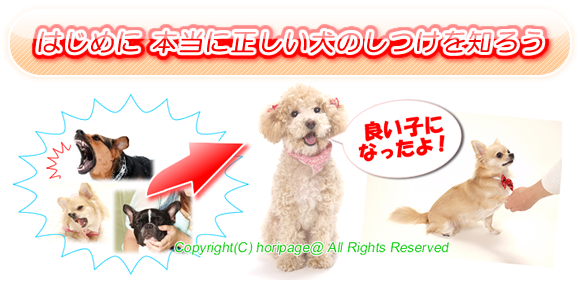 犬のしつけについて